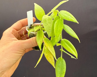 Ceratostema Lanigerum 'neotropical Blueberry' - Assorted 4 Inch