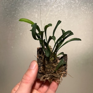 Specklinia producta mini orchid