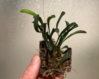 Specklinia producta mini orchid