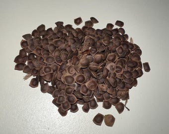 Mimosa pudica seeds - sensitive plant. 3g
