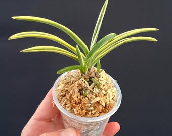Neofinetia Falcata Kibana Furan (“yellow Wind Orchid”) 黄花風蘭 - Etsy