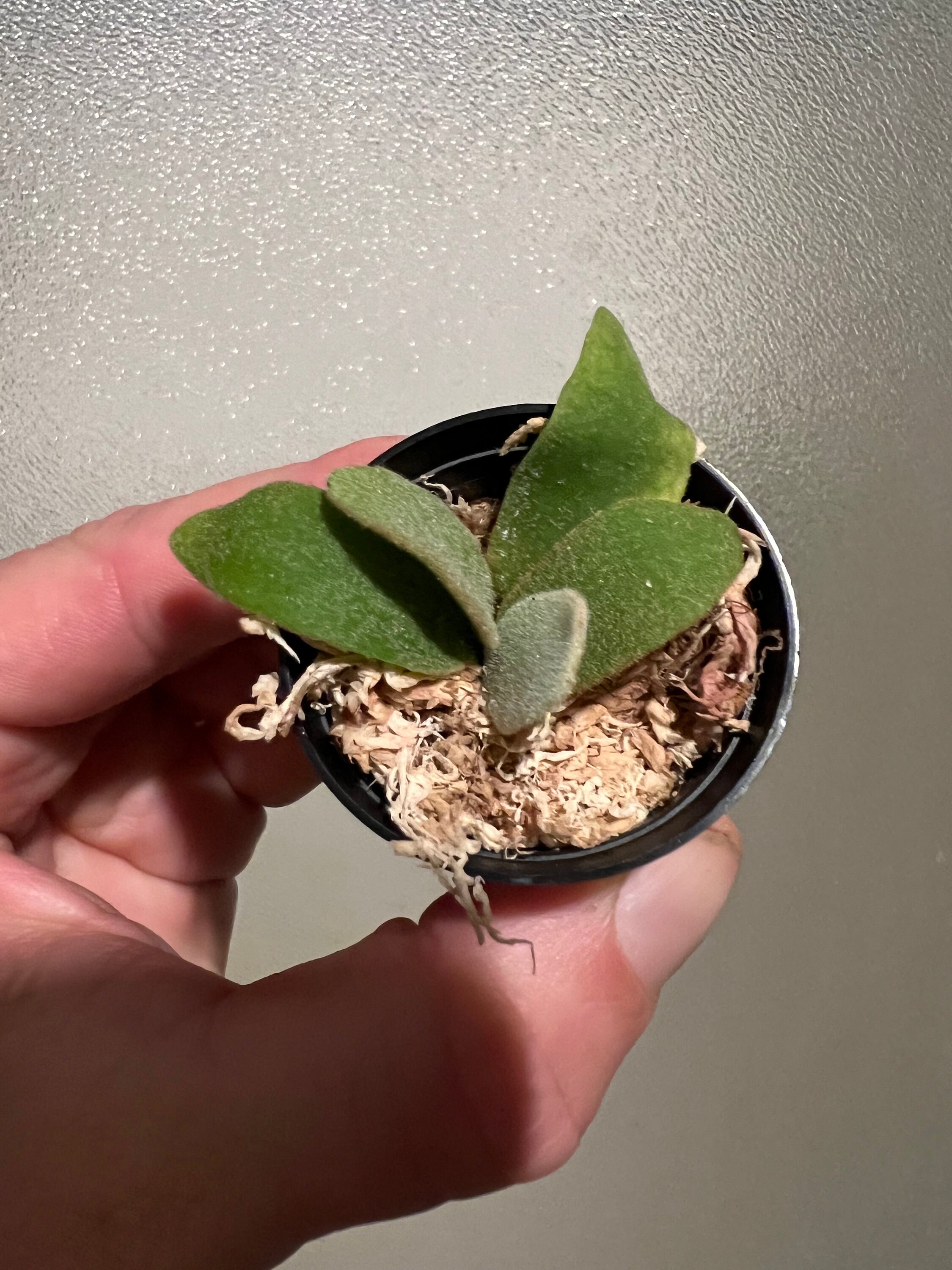 Platycerium Willinckii 'bacteria' Staghorn Fern - Etsy Platycerium Willinckii 'bacteria' Staghorn Fern - Etsy