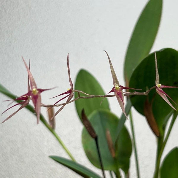 Pleurothallis navicularis small orchid