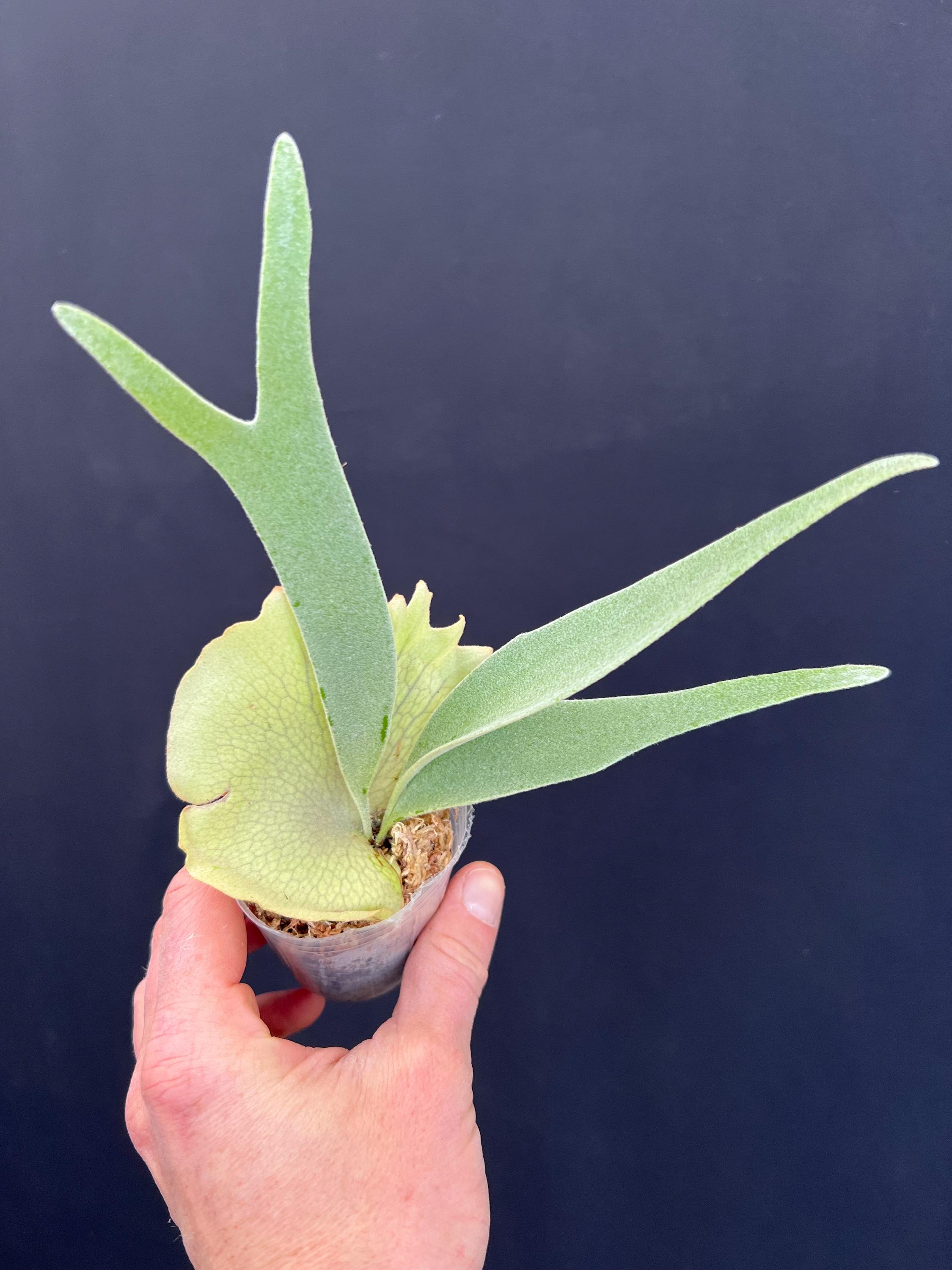 Platycerium Veitchii Auburn River Staghorn Fern - Etsy