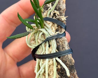 May include: A small orchid plant with green leaves and long, white roots is attached to a piece of bark. The plant is secured with black rubber bands. The bark is brown and textured, and the background is a solid dark gray.