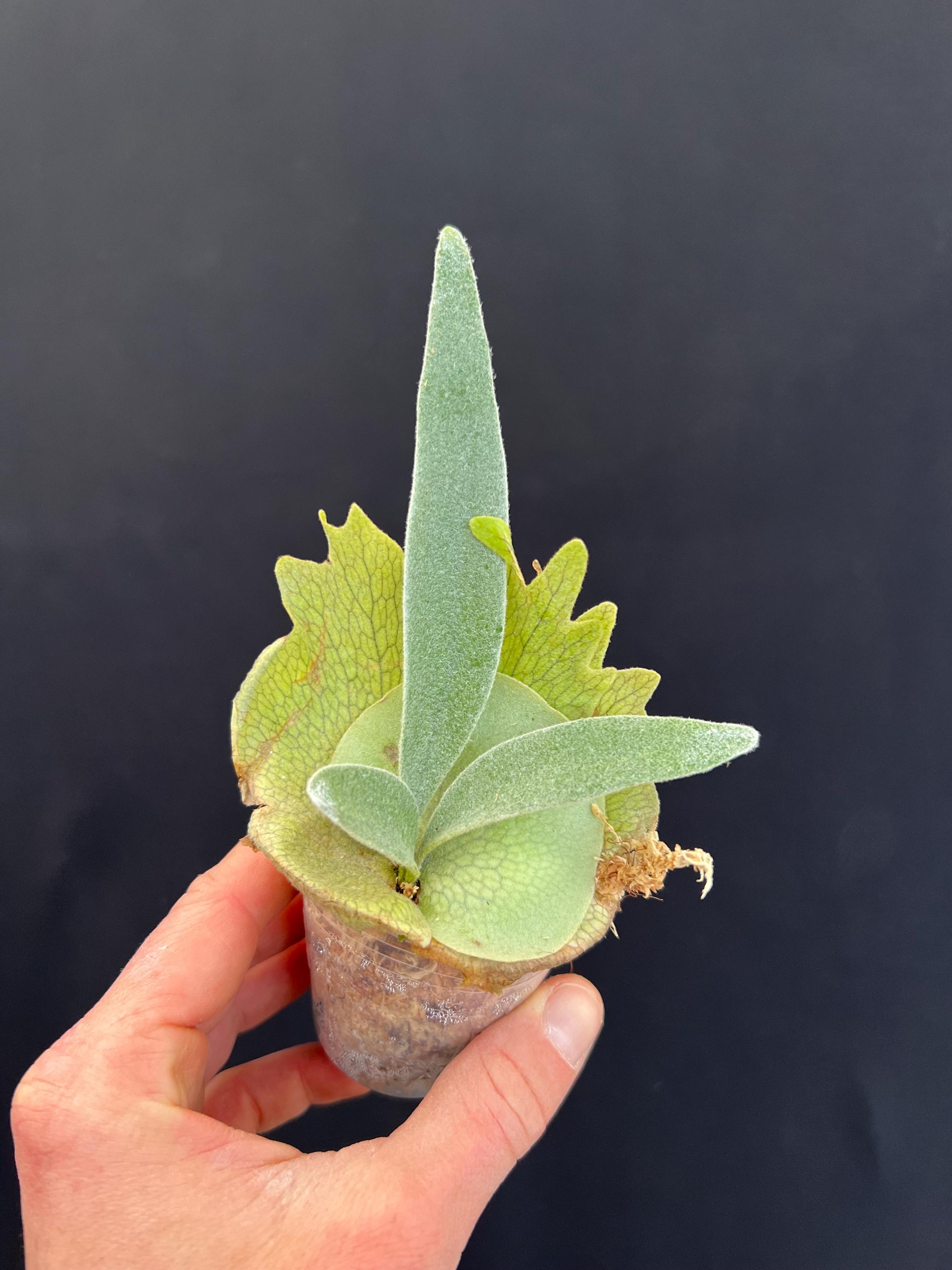 Platycerium Veitchii Auburn River Staghorn Fern - Etsy