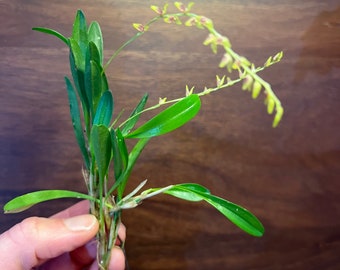 Specklinia costaricensis mini orchid