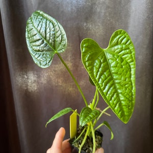 Anthurium lappoanum