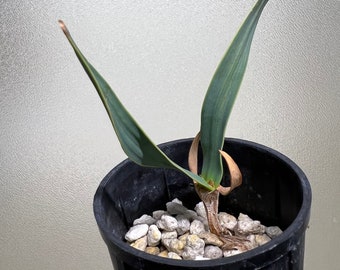 Welwitschia mirabilis