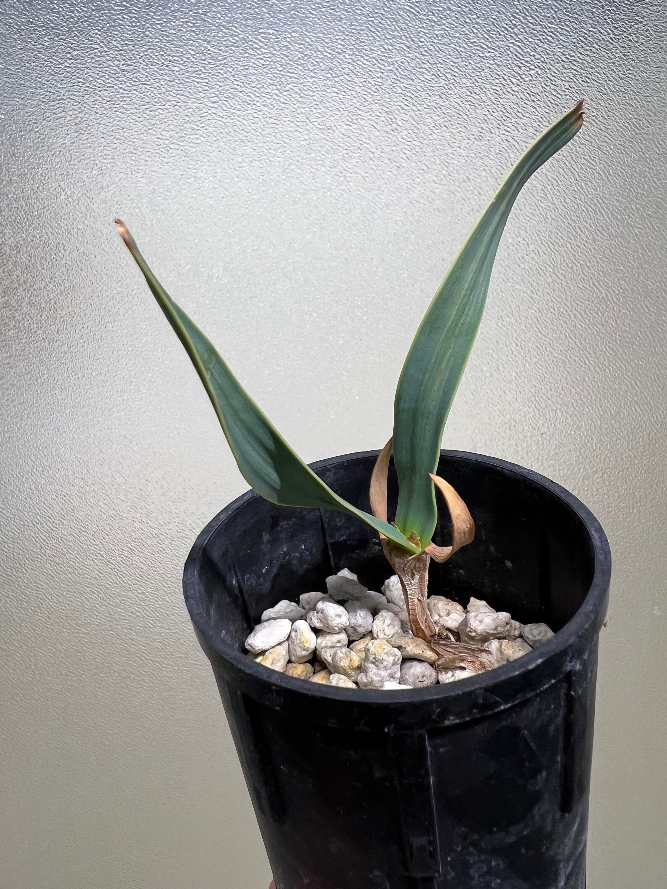 Welwitschia Mirabilis Variegated - Etsy Welwitschia Mirabilis Variegated - Etsy