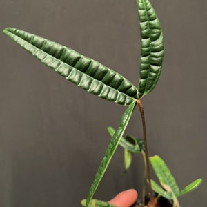 Anthurium cutucuense