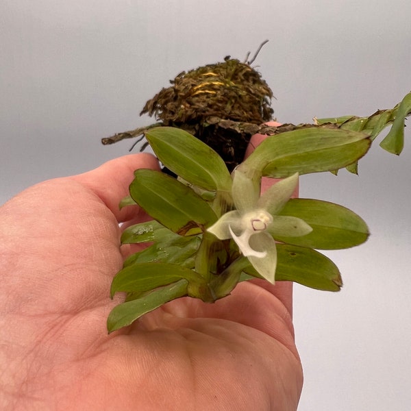 Dichaea ecuadorensis mini orchid