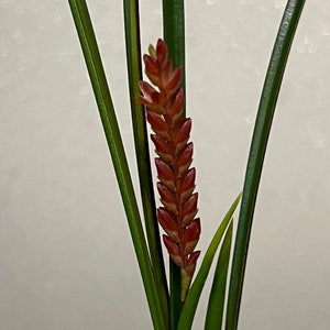 Dendrochilum wenzelii red form small orchid