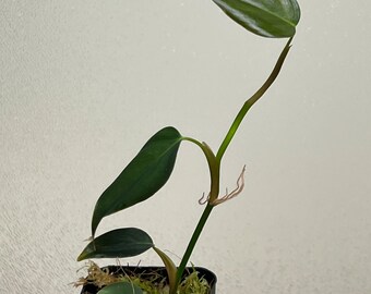 Philodendron sp. mini purple