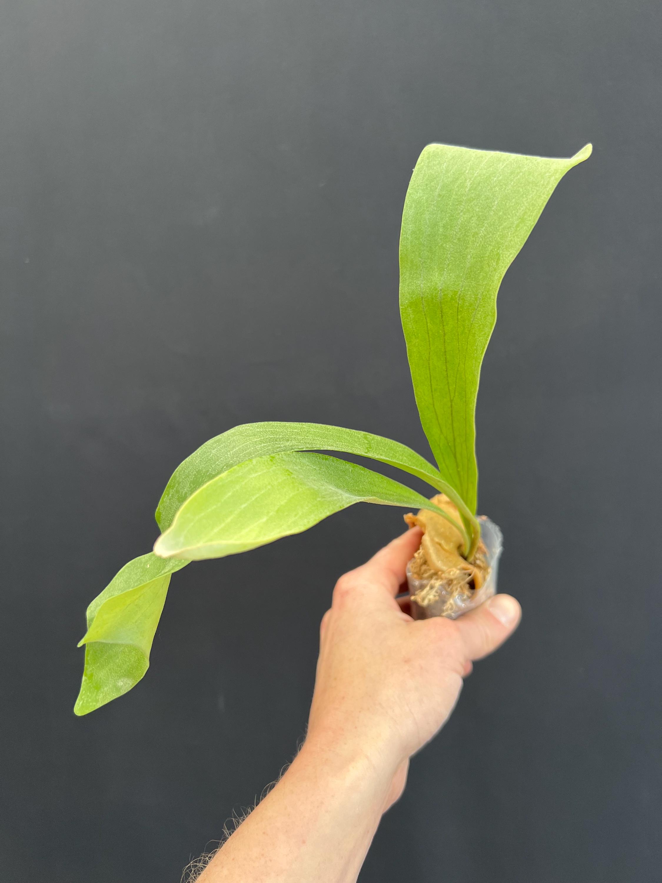 『SALE』P. hillii coronarium Flamenco 13-1 Platycerium ridleyi, Ridley's Staghorn Fern – Carnivero