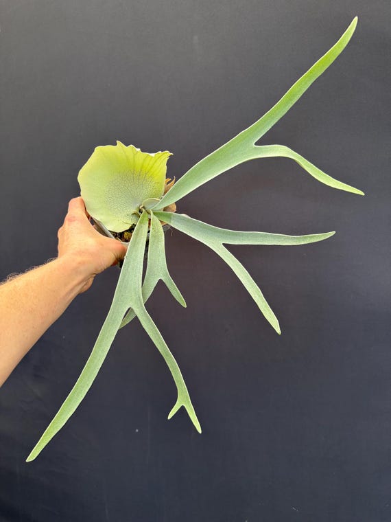 Platycerium Veitchii Auburn River Staghorn Fern - Etsy