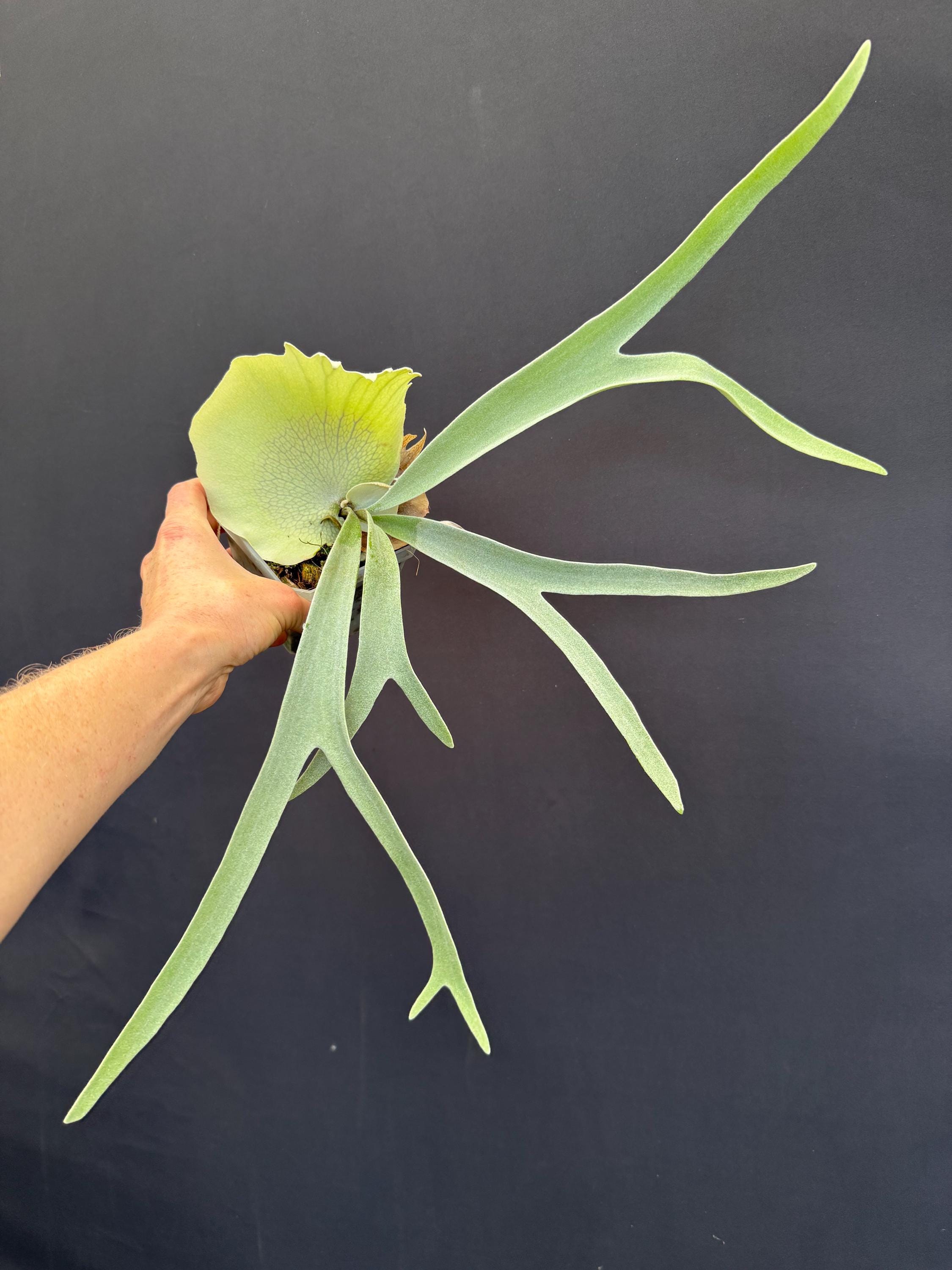 Platycerium Veitchii Auburn River Staghorn Fern - Etsy