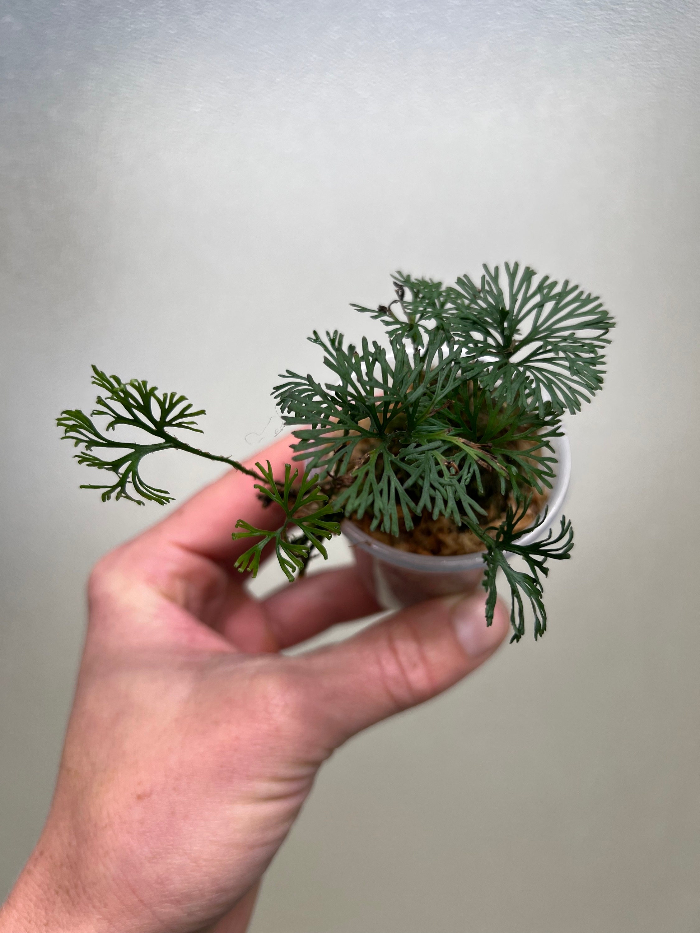 Elaphoglossum peltatum - Etsy 日本