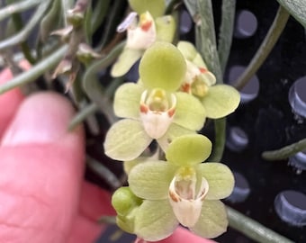 chiloschista parishii var sakura コルク原種 Rare Orchid Species Chiloschista Parishii Asian Ghost Orchid