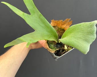 Platycerium Willinckii 'thousands of Arrows Fired' Staghorn Fern