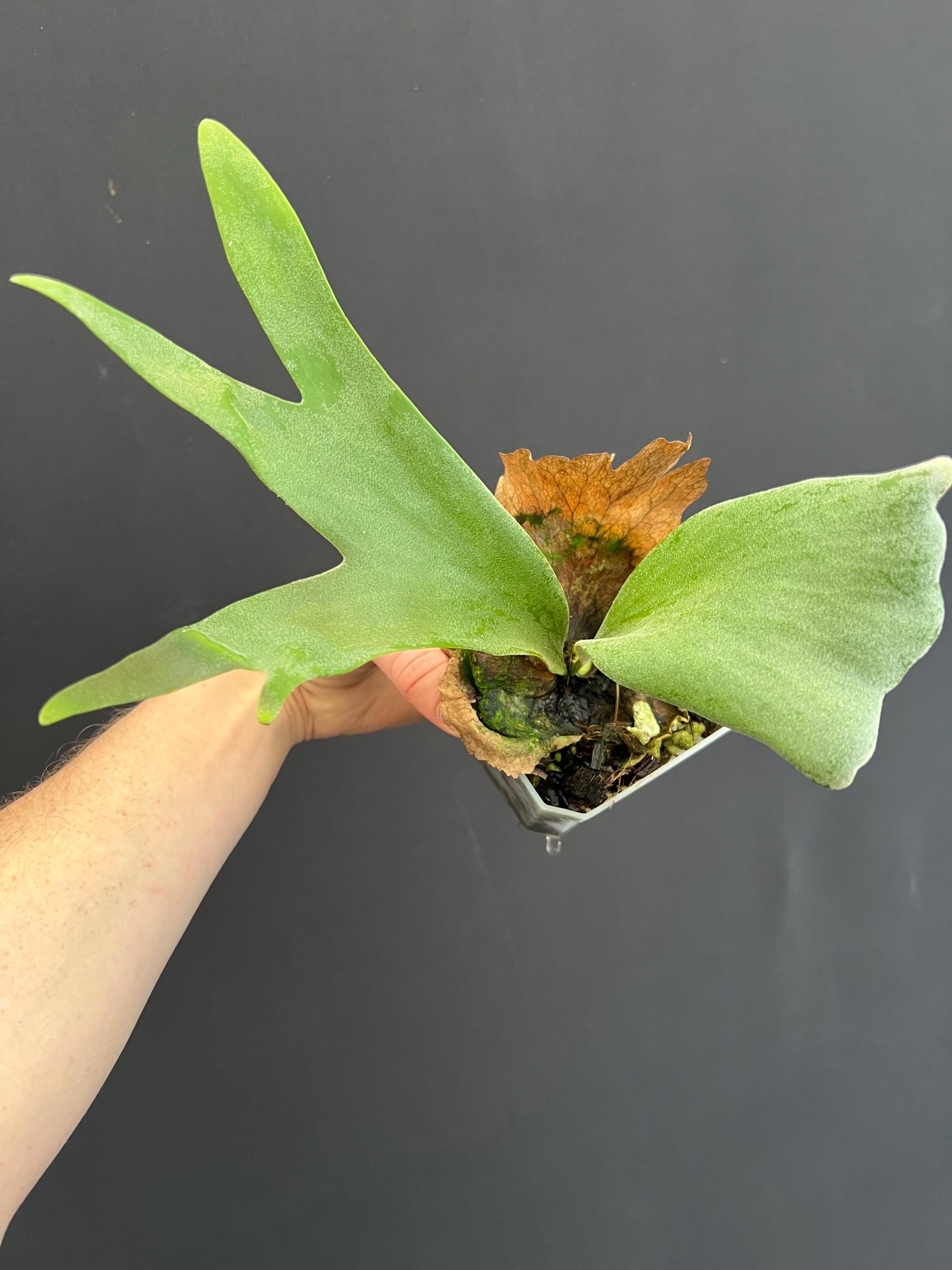 Platycerium Willinckii 'thousands of Arrows Fired' Staghorn Fern