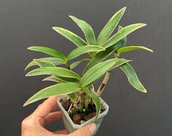Anoectochilus Roxburghii Variegata Variegated 1.7