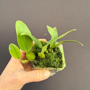May include: A small, potted plant with vibrant green leaves and a cluster of bulbous, light green structures. The plant is set in a bed of green moss within a clear, square container. The background is a solid, dark gray.