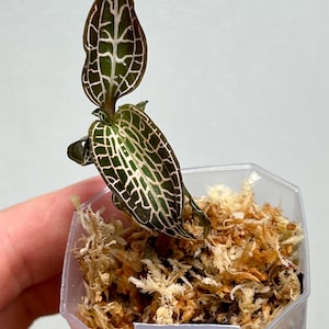 Goodyera sp. Borneo - Jewel Orchid