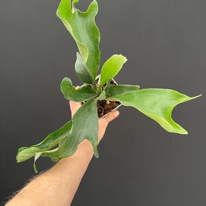 Platycerium Hillii - Etsy