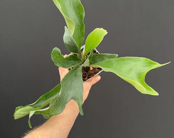 Platycerium Willinckii 'thousands of Arrows Fired' Staghorn Fern
