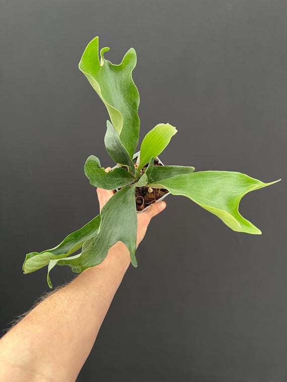 Platycerium Hillii Dwarf Staghorn Fern - Etsy