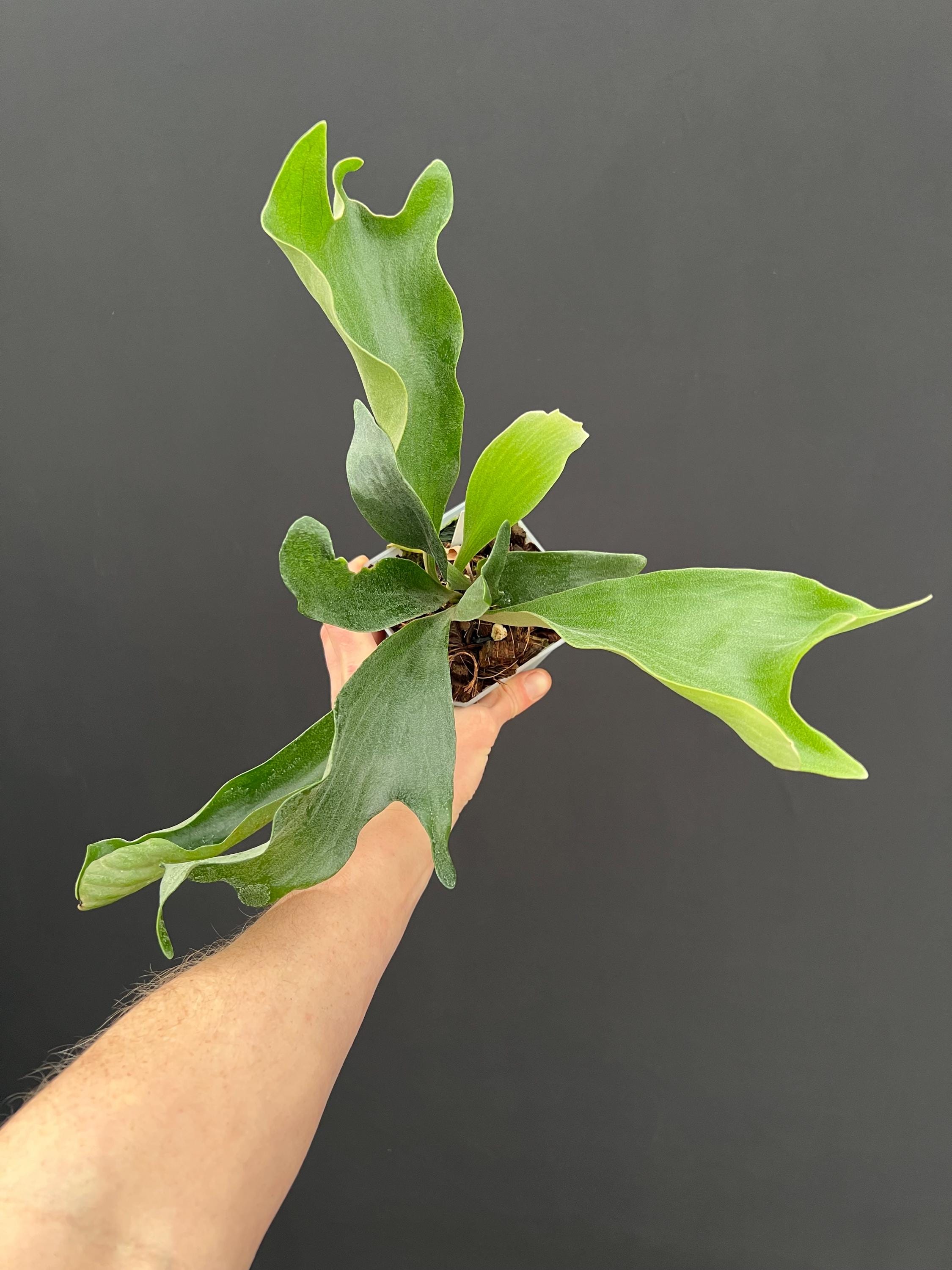 Platycerium Ridleyi Dwarf - Etsy