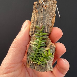 Mini orquídea Schoenorchis scolopendria