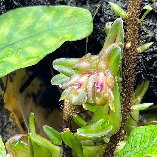Epidendrum schlechterianum mini orchid