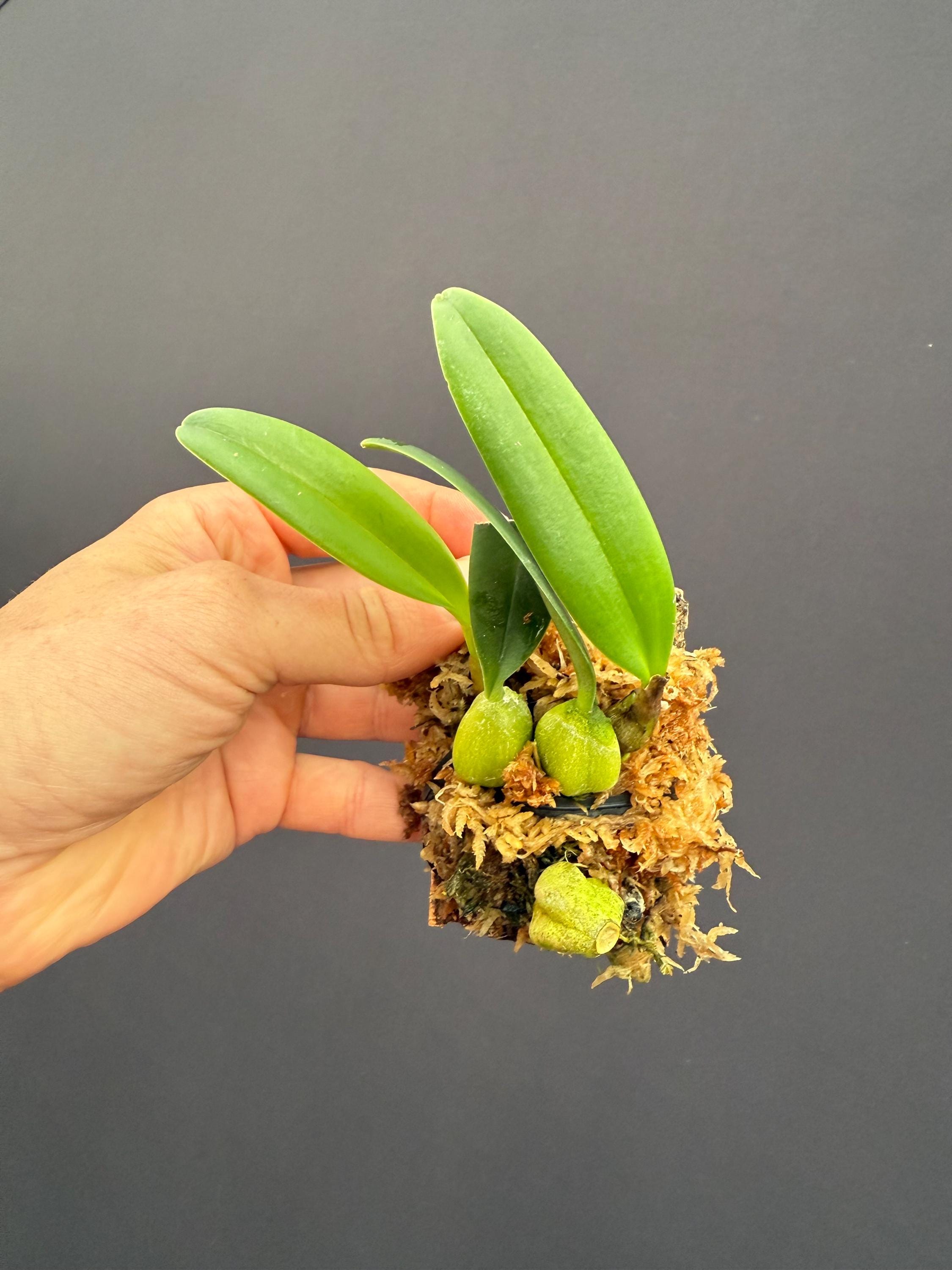 Bulbophyllum Orchid Miniature - Etsy