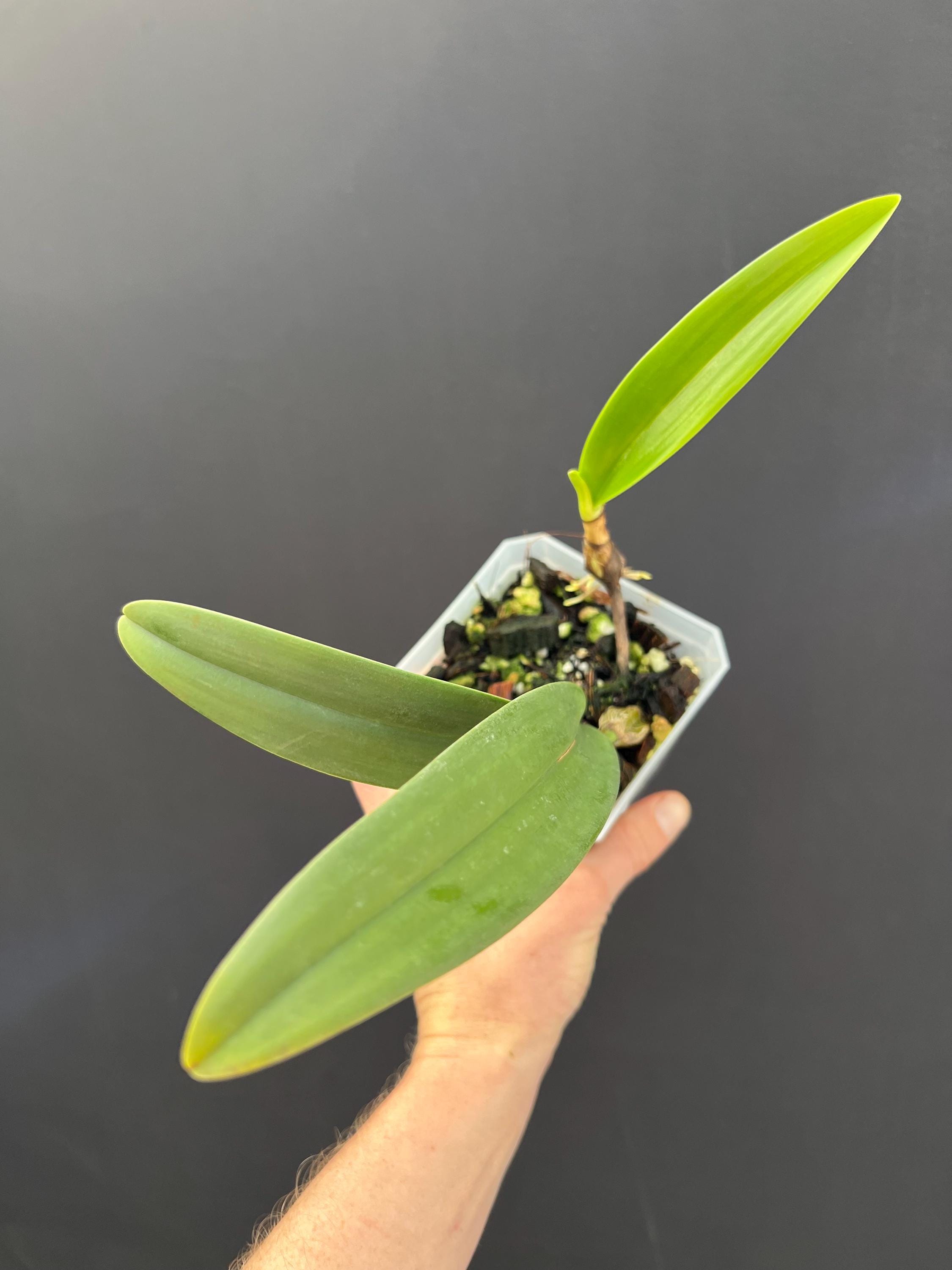 Bulbophyllum Orchid Miniature - Etsy