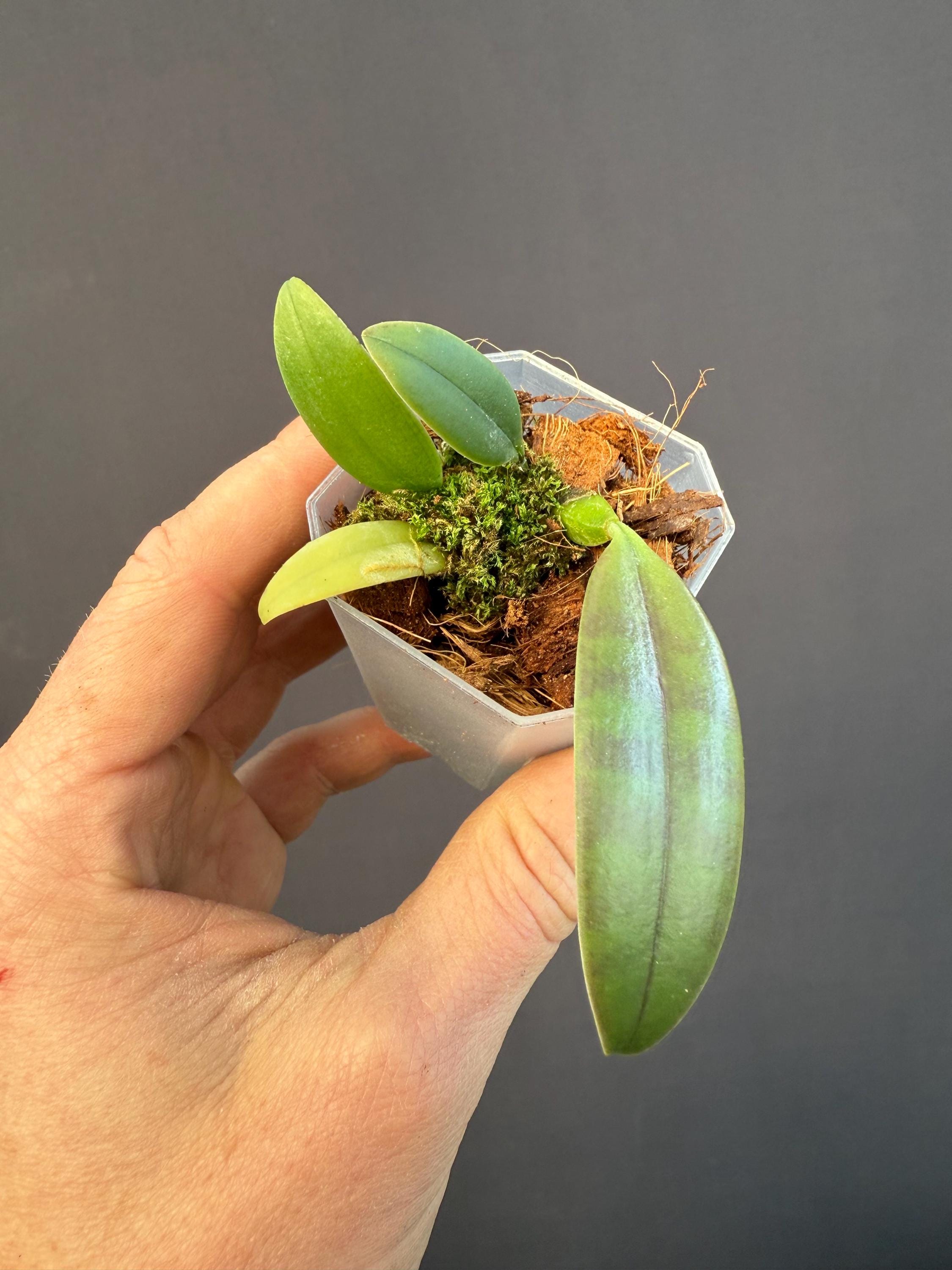 Bulbophyllum Orchid Miniature - Etsy