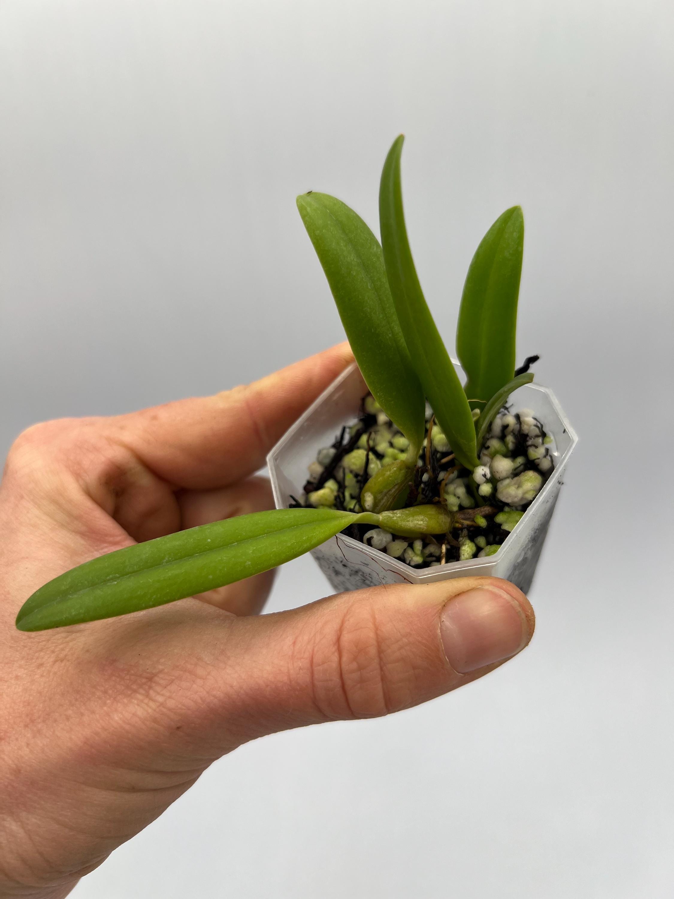 Lepanthes chorista 原種エクアドルミニチュアオーキッドパルダ Lepanthes chorista 原種エクアドルミニチュアオーキッドパルダ