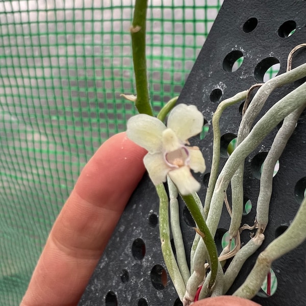 Chiloschista viridiflava Ghost Orchid
