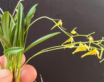 Specklinia picta (Pleurothallis picta) mini orchid