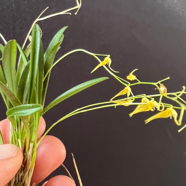 Specklinia picta (Pleurothallis picta) mini orchid