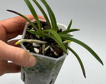Neofinetia falcata ‘Ryokuho’ | Elite Orchids Neofinetia falcata ‘Ryokuho’ | Elite Orchids