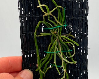 Chiloschista ramifera Ghost Orchid