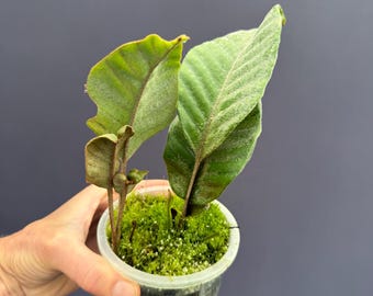 Elaphoglossum Peltatum - Etsy