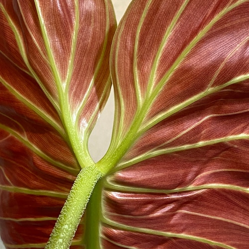 Platycerium Willinckii 'thousands of Arrows Fired' Staghorn Fern