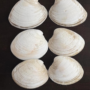 以下が含まれることがあります： 様々なサイズのオフホワイトの貝殻のコレクション。 貝殻には、微妙な茶色とピンクの色合いがあります。 貝殻は濃い茶色の表面に配置されており、自然な質感と形が示されています。 海岸の装飾や工芸品に最適です。