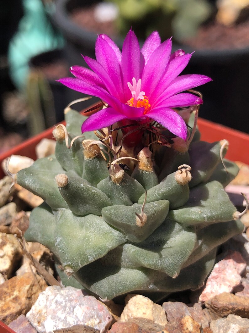 Turbinicarpus Alonsoi image 4