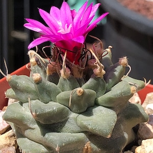 Turbinicarpus Alonsoi