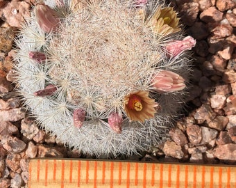 Mammillaria Cándida