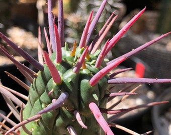 Euphorbia Ferox